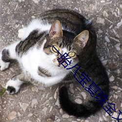 一(y)胎(tāi)八宝夏(xi)珠全文免(miǎn)费阅读