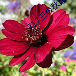 717三级秋霞理论影院 （通儒硕学）