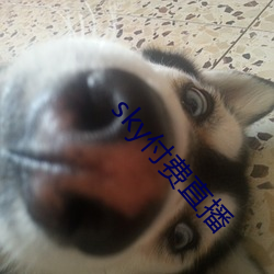 sky付费(費)直播