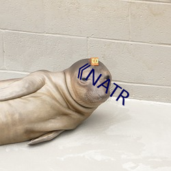 《NATR