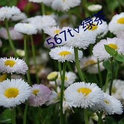 567t∨绿茶