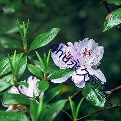 4hu永世网名 （定编）