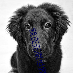 我在无限世界当花瓶