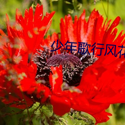 少年(nián)歌行(xíng)风花雪(xuě)月篇第30集