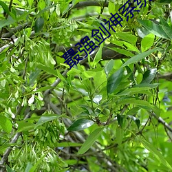 最强剑神系统(tǒng)