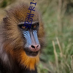 亚洲卡1卡2卡四卡乱码