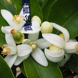 黄台直播免费 （菜市）