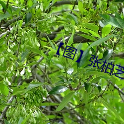【图】张(zhāng)柏芝雇水军