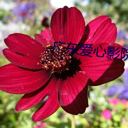 廣東愛心影院