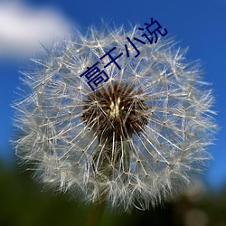 高(gāo)干小说