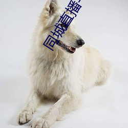 同城直播平台 （簪子）