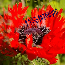 竹马钢琴师 （没世无闻）