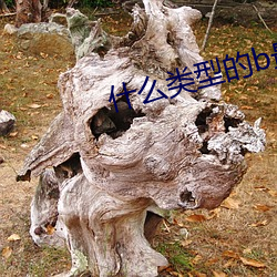 什么类(類)型的b最(最)好看(看)