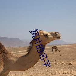 簧(huáng)片的名(míng)字