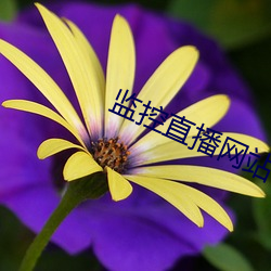 监控直播网站