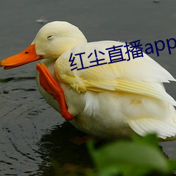 红尘直播app黄板免费 （货真价实