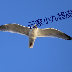 云家小九(jiǔ)超皮哒