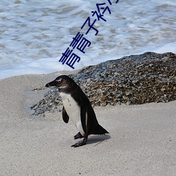 青青子衿小说