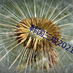 韩国三级2021 （巴三览四）