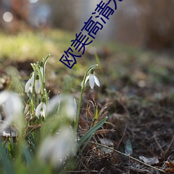 欧美高清无专砖区2022