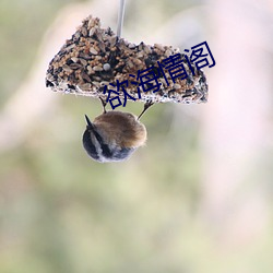 欲海情阁