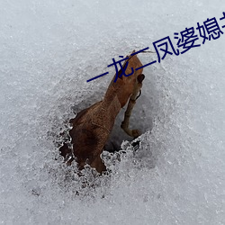 一龍二鳳婆媳共歡