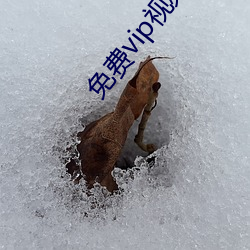 免費vip視頻app