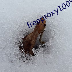 freeproxy100% （假嗓子）