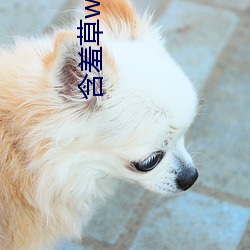含羞草(草)www在线视(視)频免费