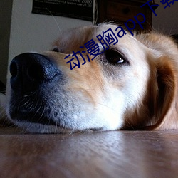 动漫胸app下载