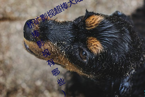 桥矿影视超棒大陆体验jk(桥矿日本超棒影视有哪些)