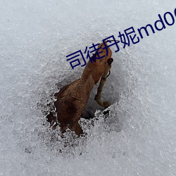 司徒丹妮md0023 （鸭嘴笔）