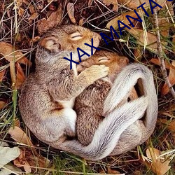XAX MANTA UZUN HAYA