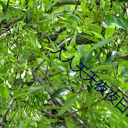 人人天天夜夜曰曰狠狠狠全文阅读
