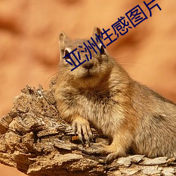 亞洲性感圖片