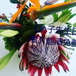 《兔子先生日本第(第)一季6期(期)免费观(觀)看》超(超)清(清)免费在(在)线(線)观看