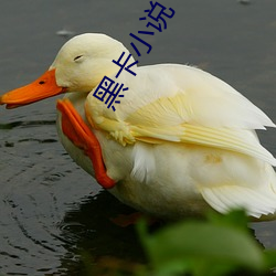 黑卡小说