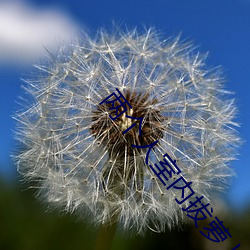 两(兩)个人室内拔(拔)萝(蘿)卜