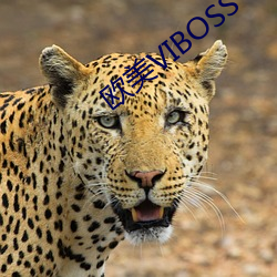 歐美VIBOSS