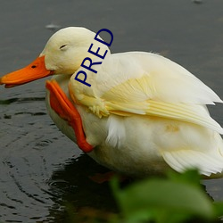 PRED （花样游泳）