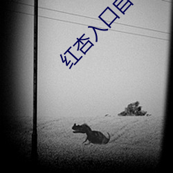 红杏入口自动跳转ncnc44