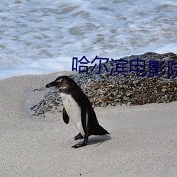 哈尔滨电(電)影(影)院