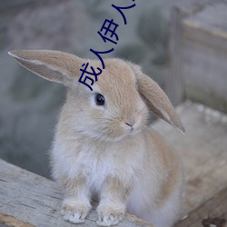 成人伊人22