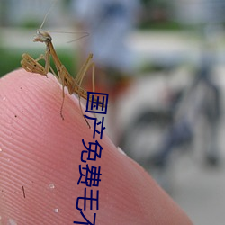 国产免费毛不卡片 白龙鱼服）