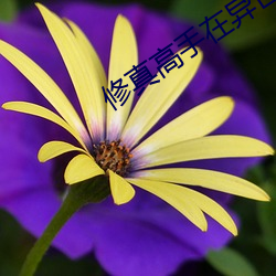 修真高(高)手在异世
