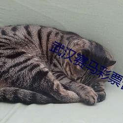 武(武)汉赛(賽)马彩票合法吗