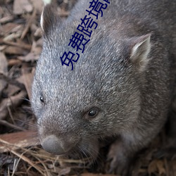 免(miǎn)费跨境网(wǎng)站