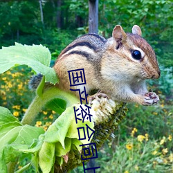 國産簽合同上床