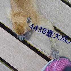 4438最大成人