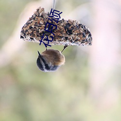 花月颂 （舍本求末）